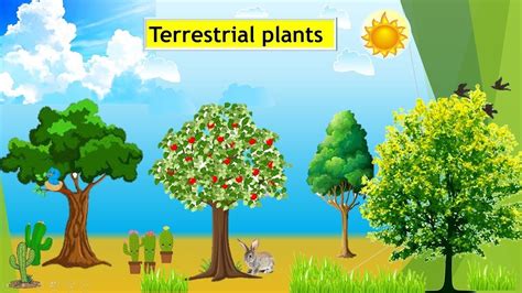 drawing of terrestrial plants|Lesson 27 Terrestrial Plants .
